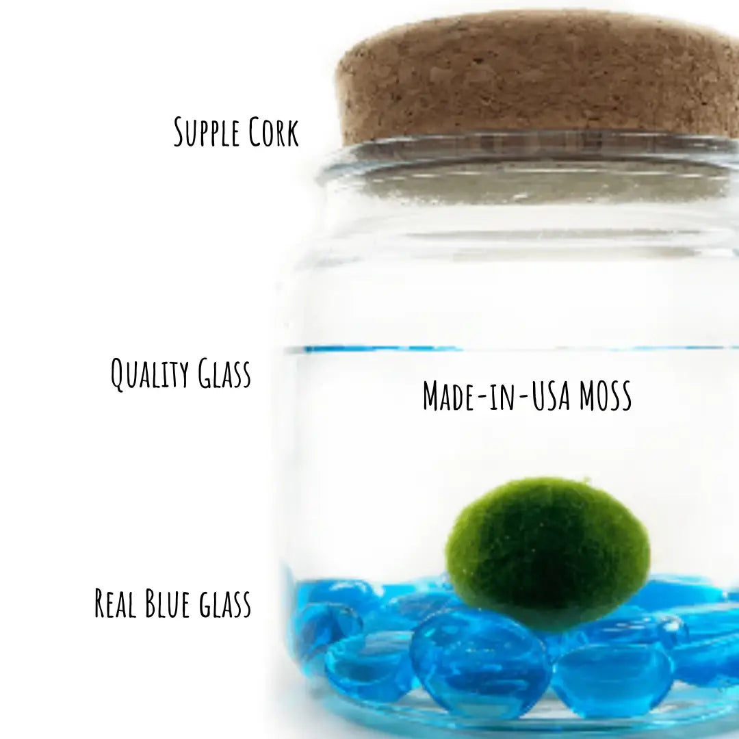 Large Blue Glass Moss Ball Terrarium