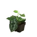 Pothos Satin