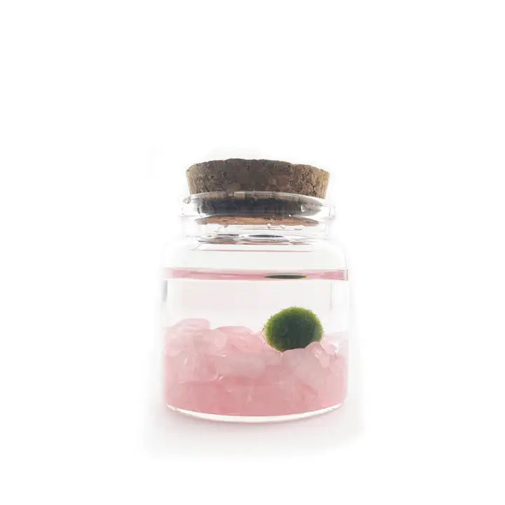 Small Rose Quartz Moss Ball Terrarium