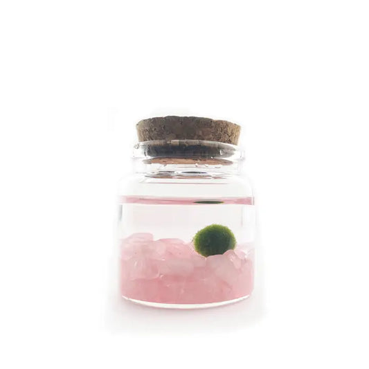 Small Rose Quartz Moss Ball Terrarium