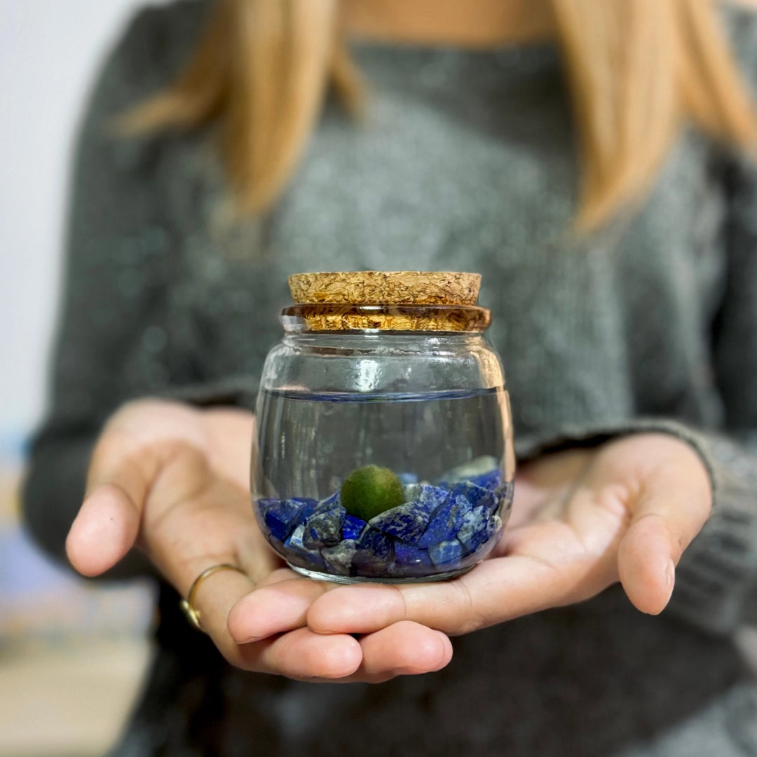 Medium Lapis Lazuli Moss Ball Terrarium