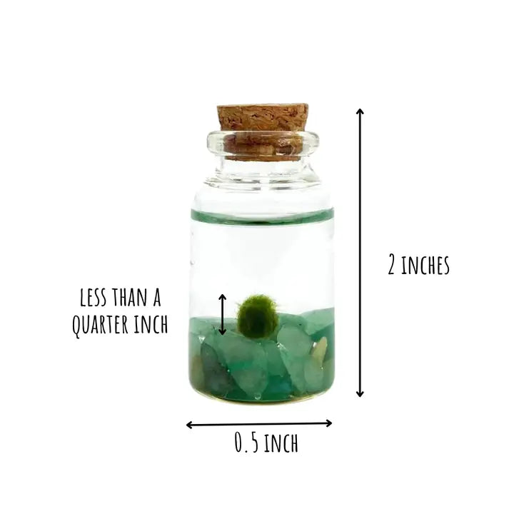 Tiny Aventurine Gemstones Moss Ball Terrarium