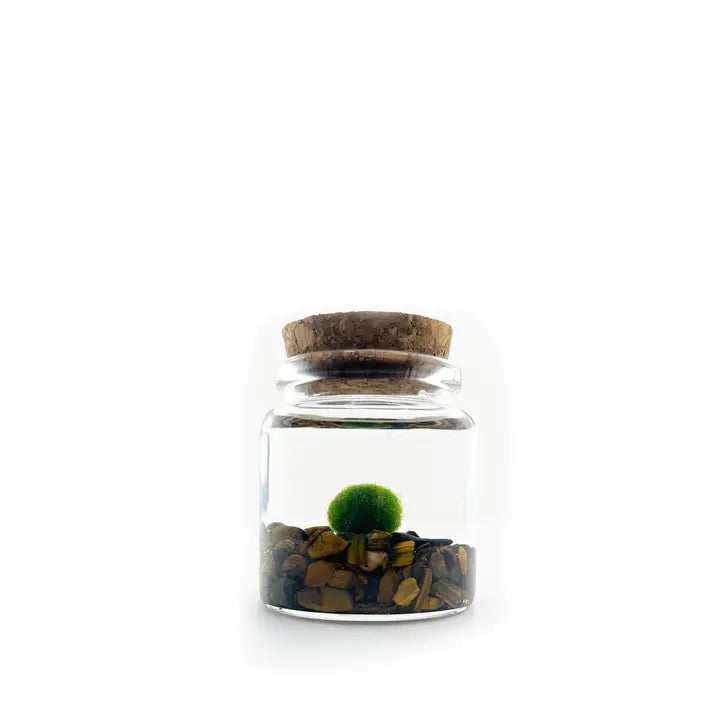 Small Tiger Eye Moss Ball