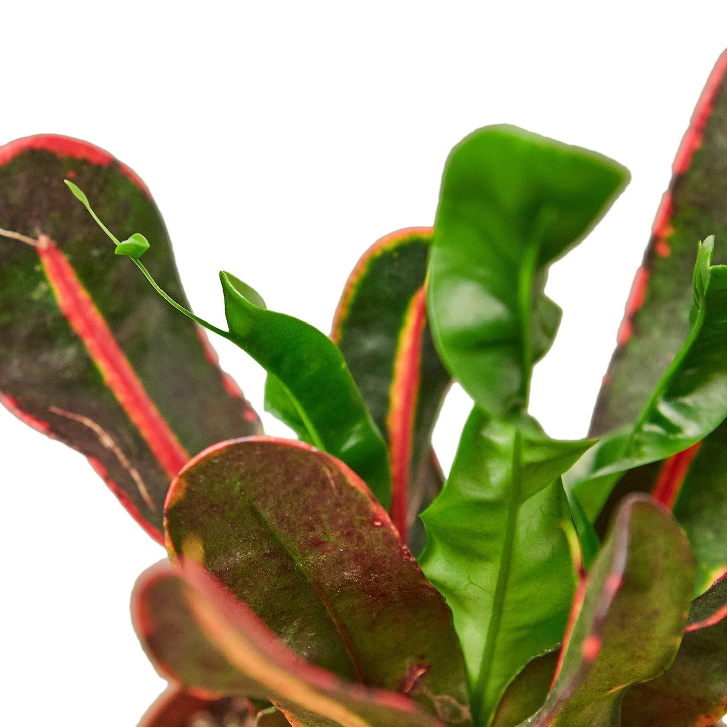 Croton 'Mammy 6"