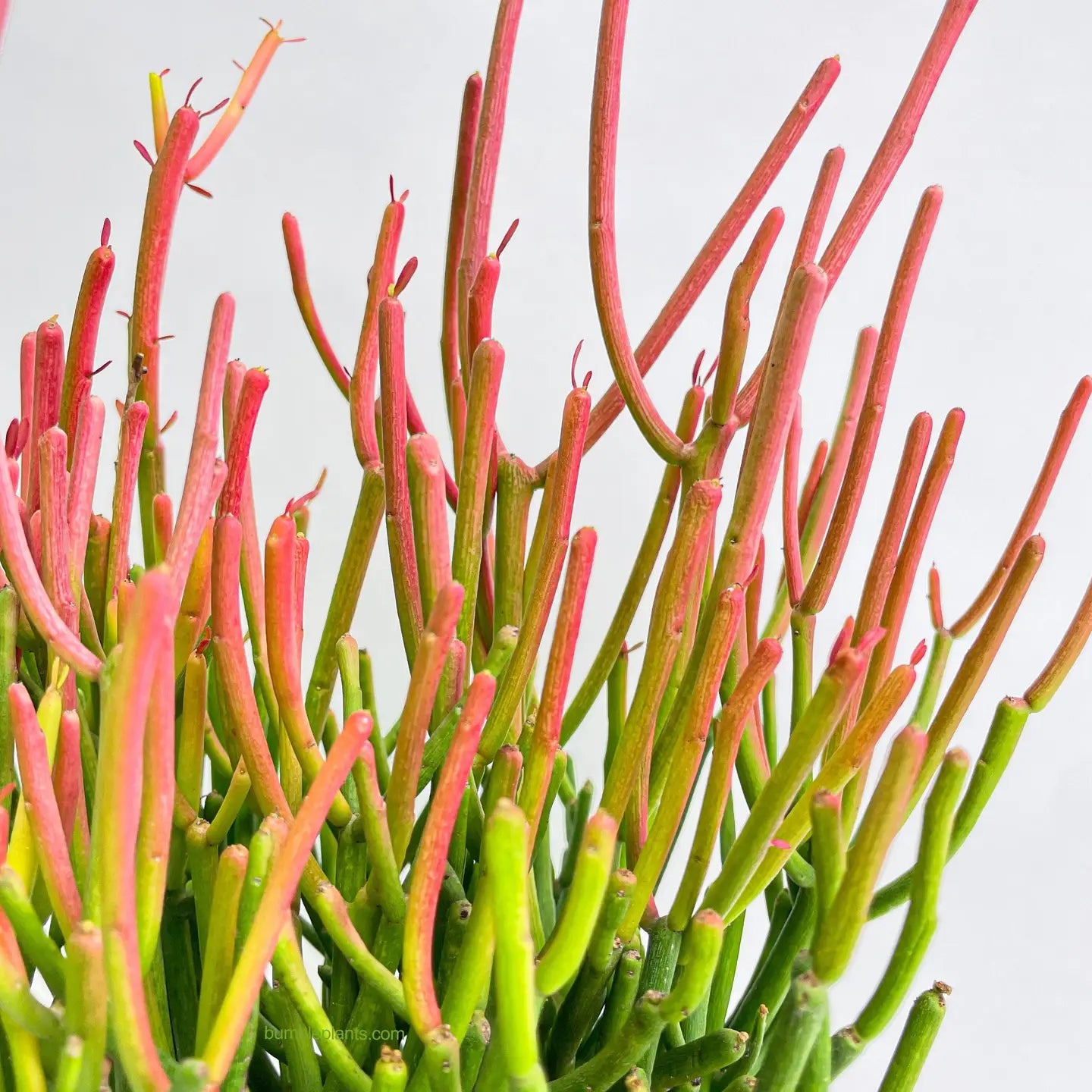 firestick pencil cactus Cactus Pencil Firestick – Collective Plant Co