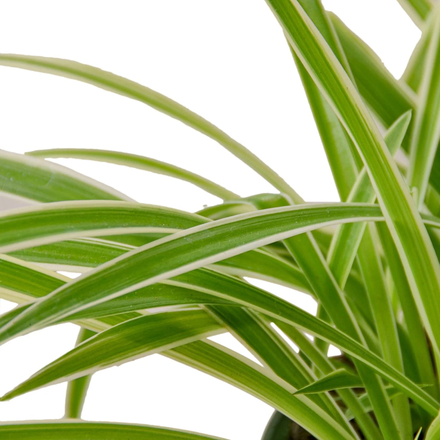 Spider Plant Reverse 4"