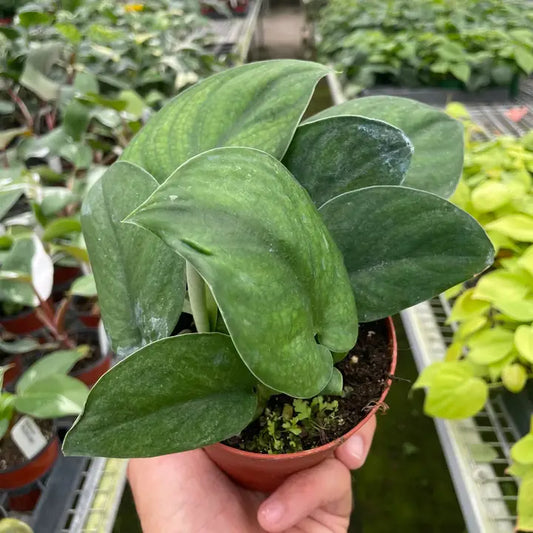 Scindapsus Jade Satin 6"