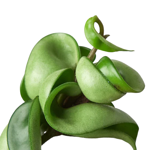 Hoya Rope Plant Variegated 4"