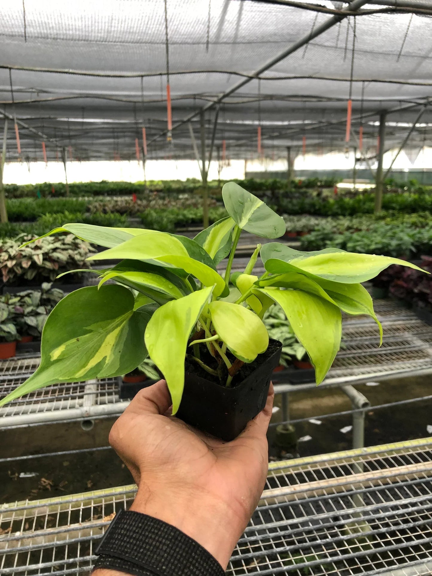 Philodendron 'Brasil