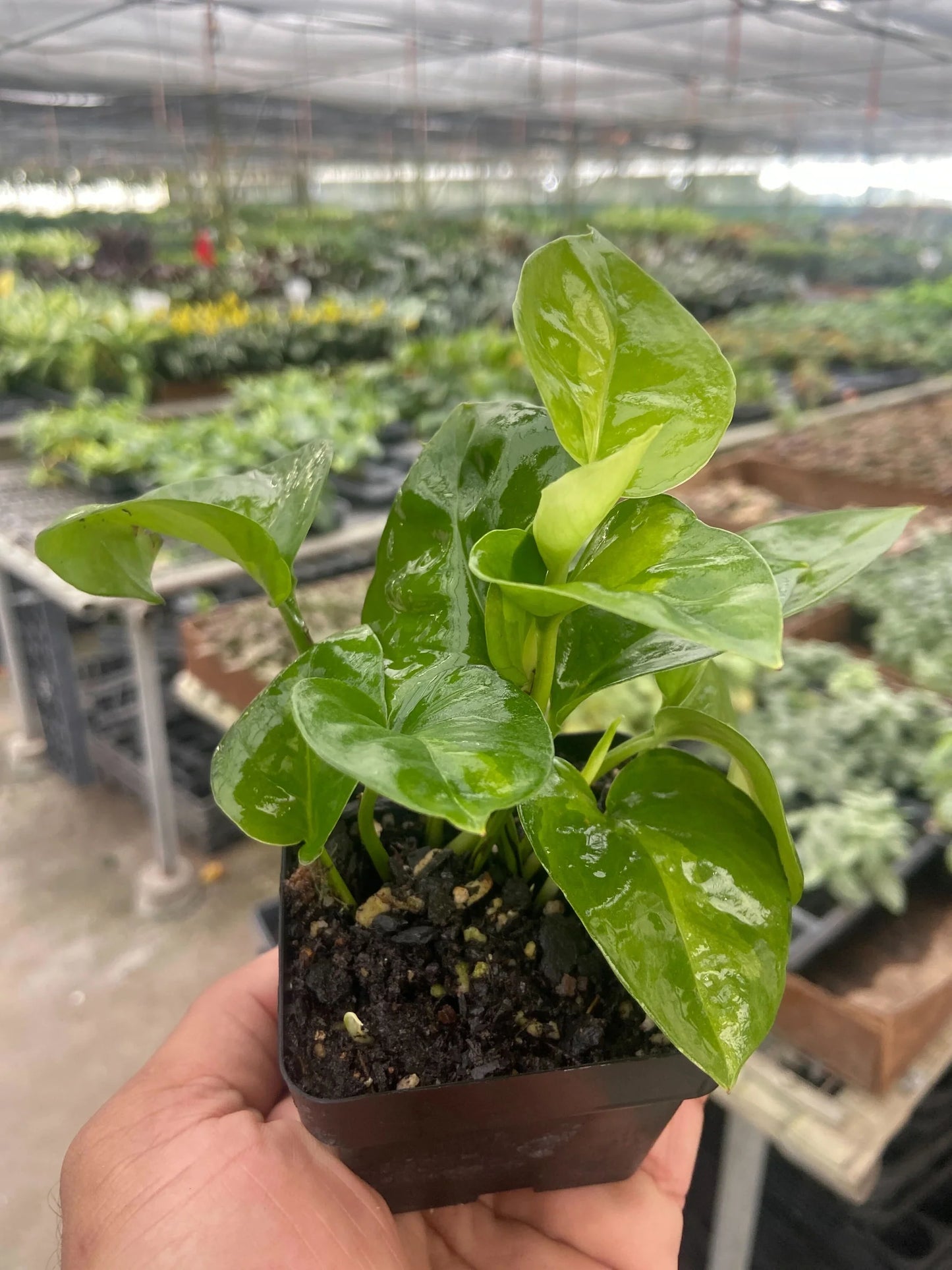 Pothos 'Global Green 3" clear pot