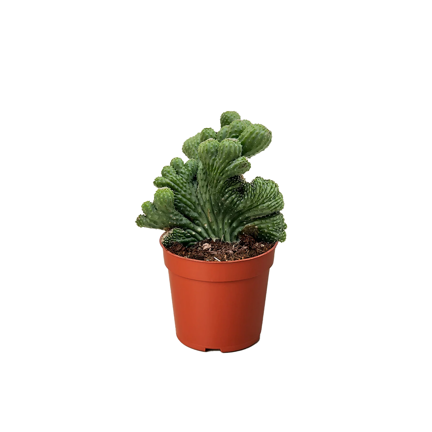 Coral Green Succulent - 6"