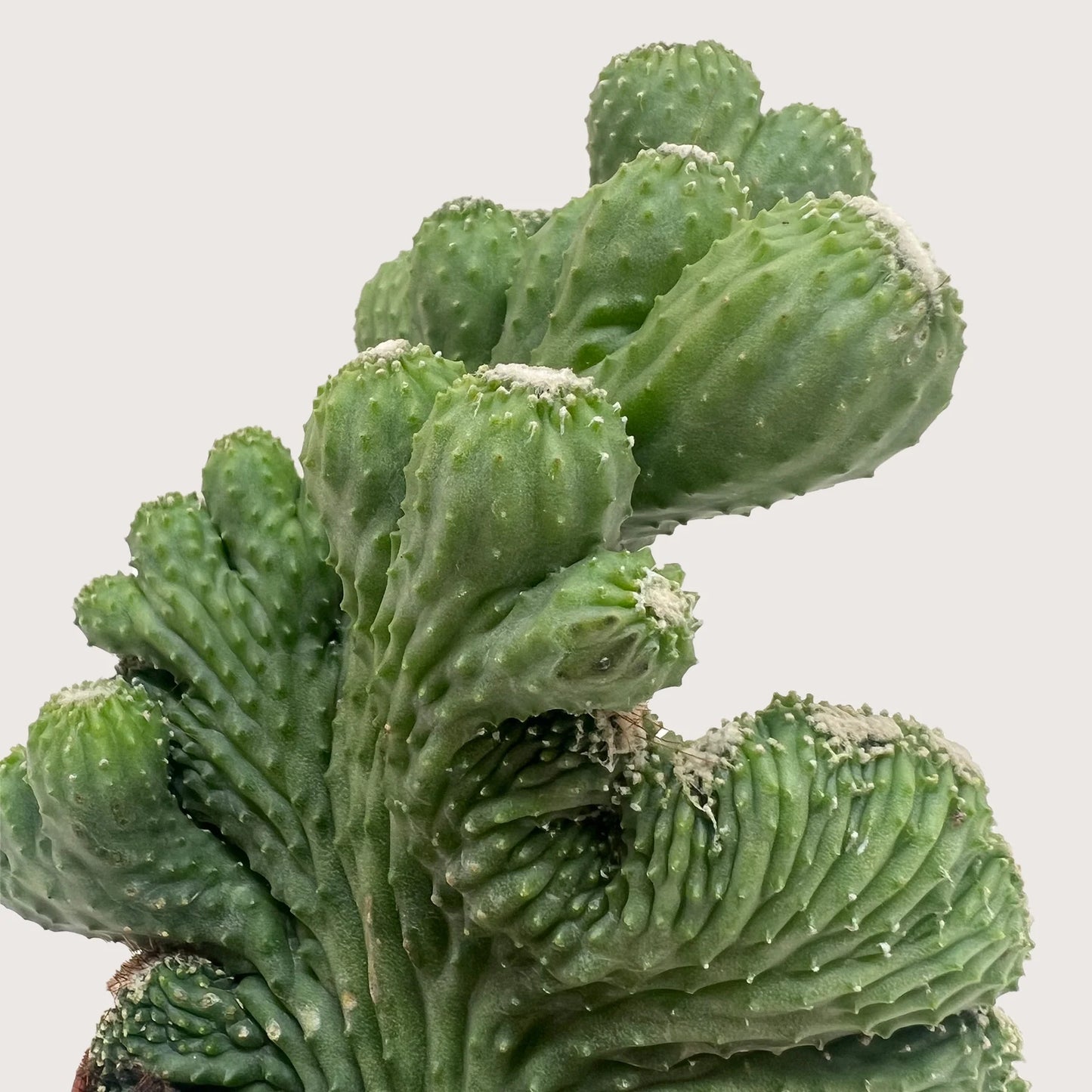 Coral Green Succulent - 4"