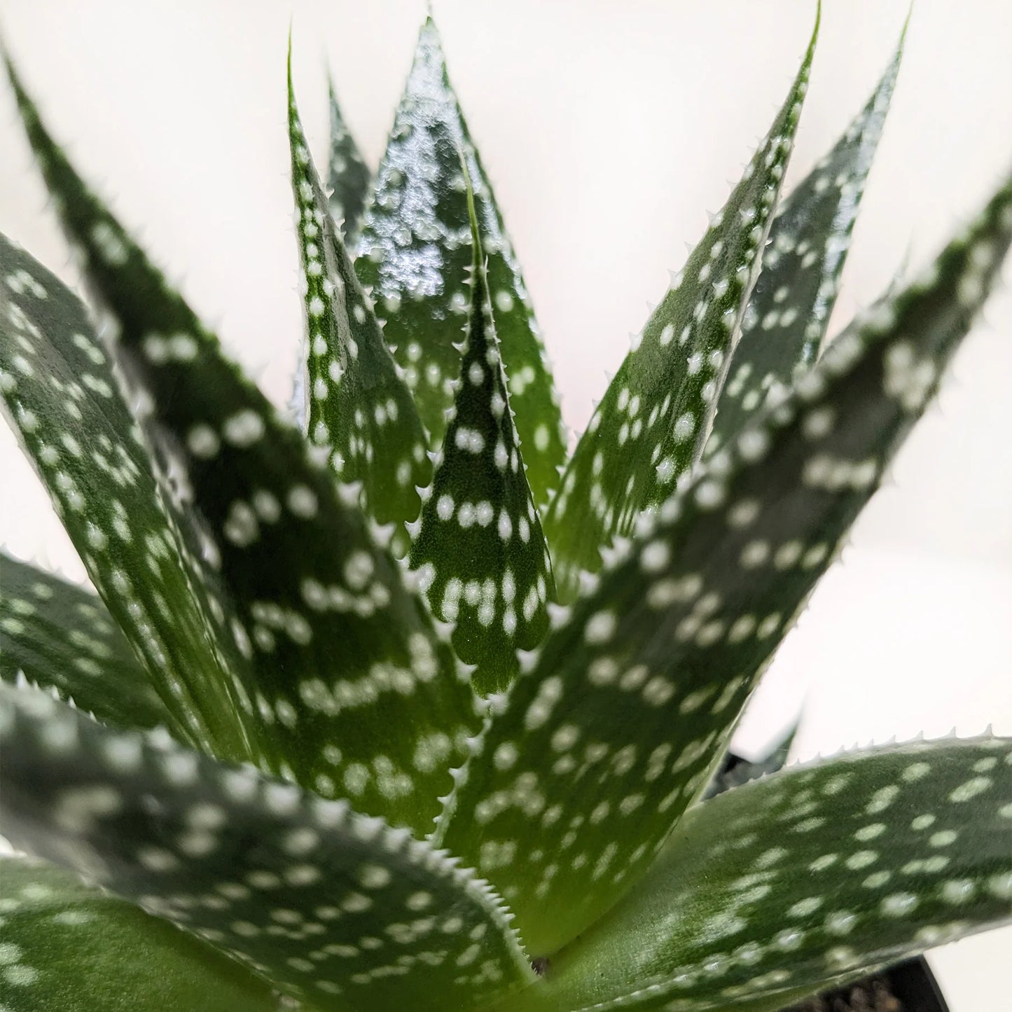 Gasteria Durban Succulent 4"