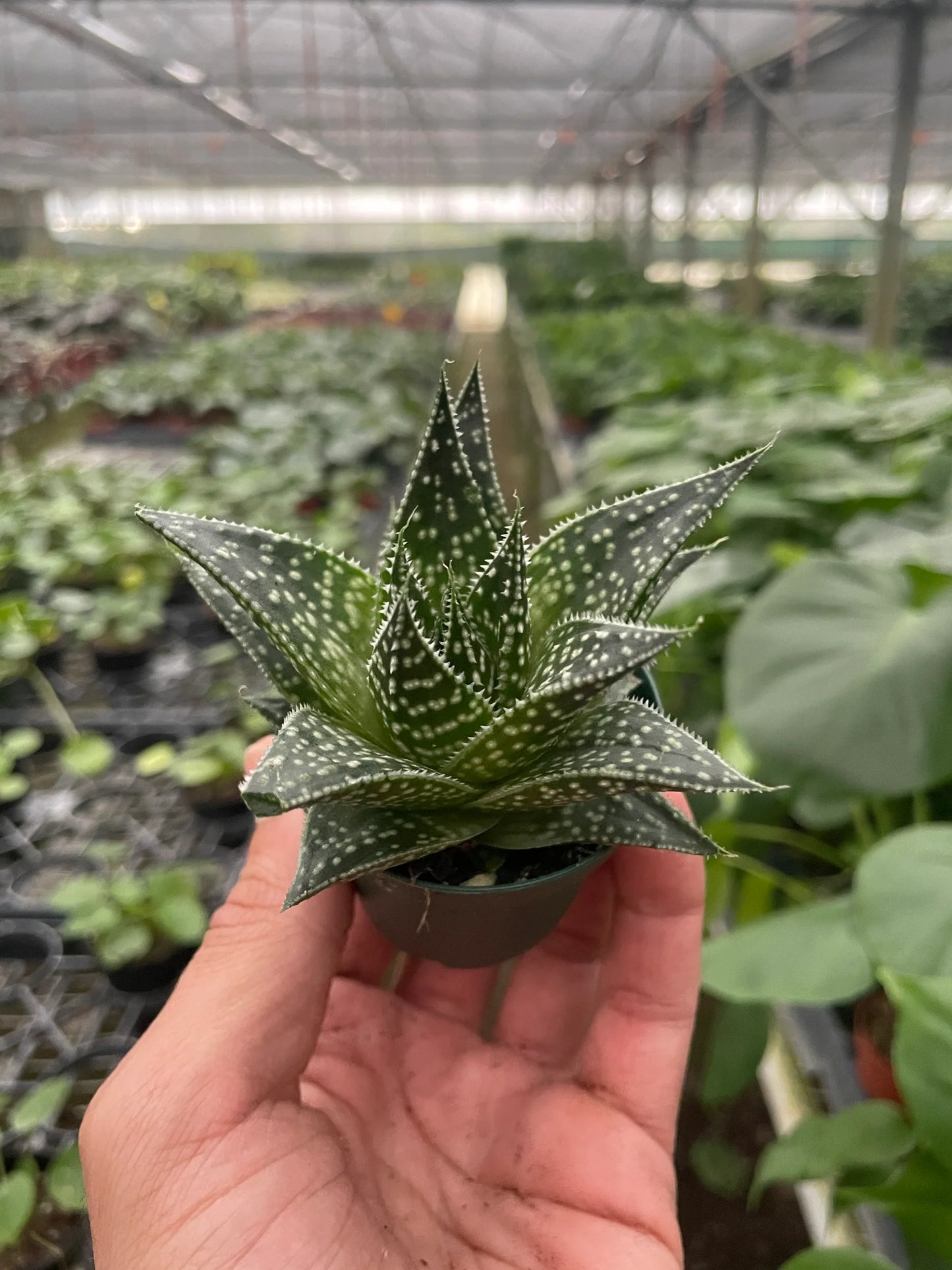 Gasteria Durban Succulent 4"