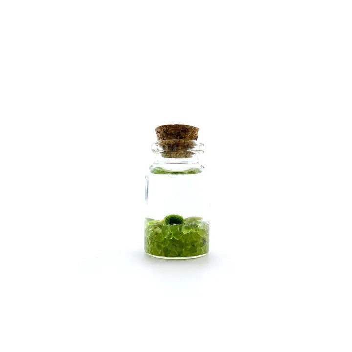 Tiny Peridot Gemstones Moss Ball Terrarium