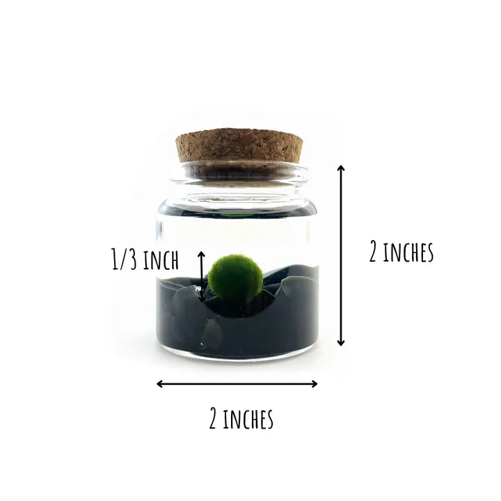 Small Obsidian Moss Ball Terrarium