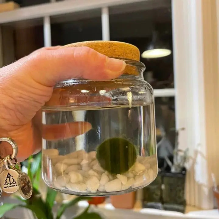 Large Classic Moss Ball Terrarium