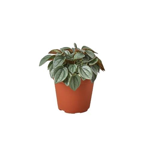 Peperomia 'Napoli Nights' - 4"