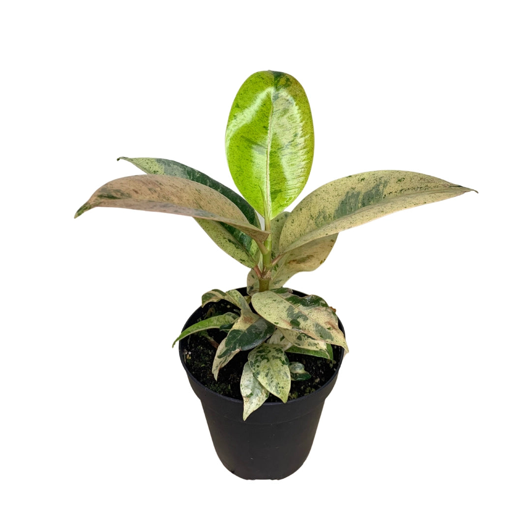 Ficus Shivereana – Plant 4"