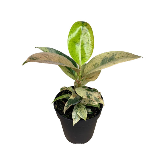 Ficus Shivereana  – Plant 4"