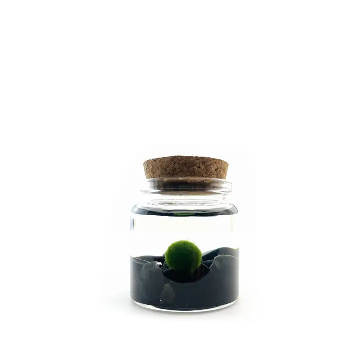 Small Obsidian Moss Ball Terrarium