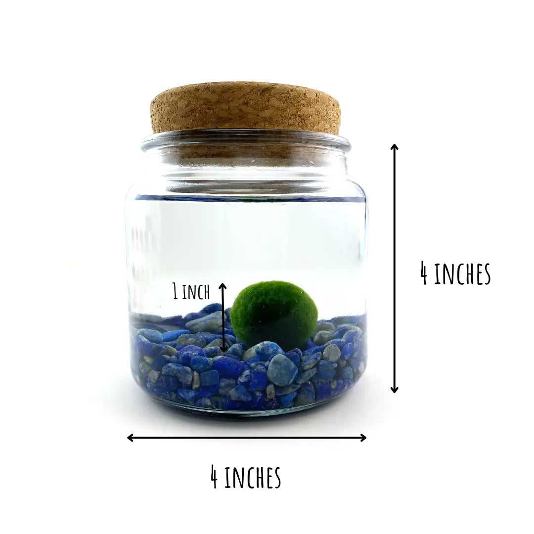Large Lapis Lazuli Moss Ball Terrarium