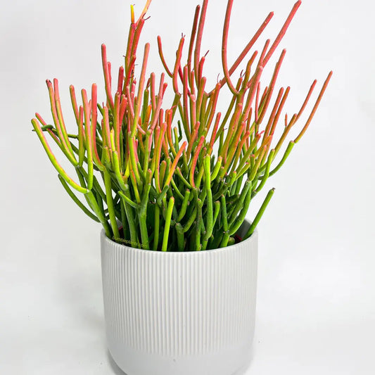 Cactus Pencil Firestick