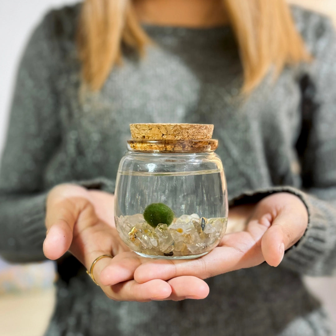 Medium Golden Quartz Stones Moss Ball Terrarium