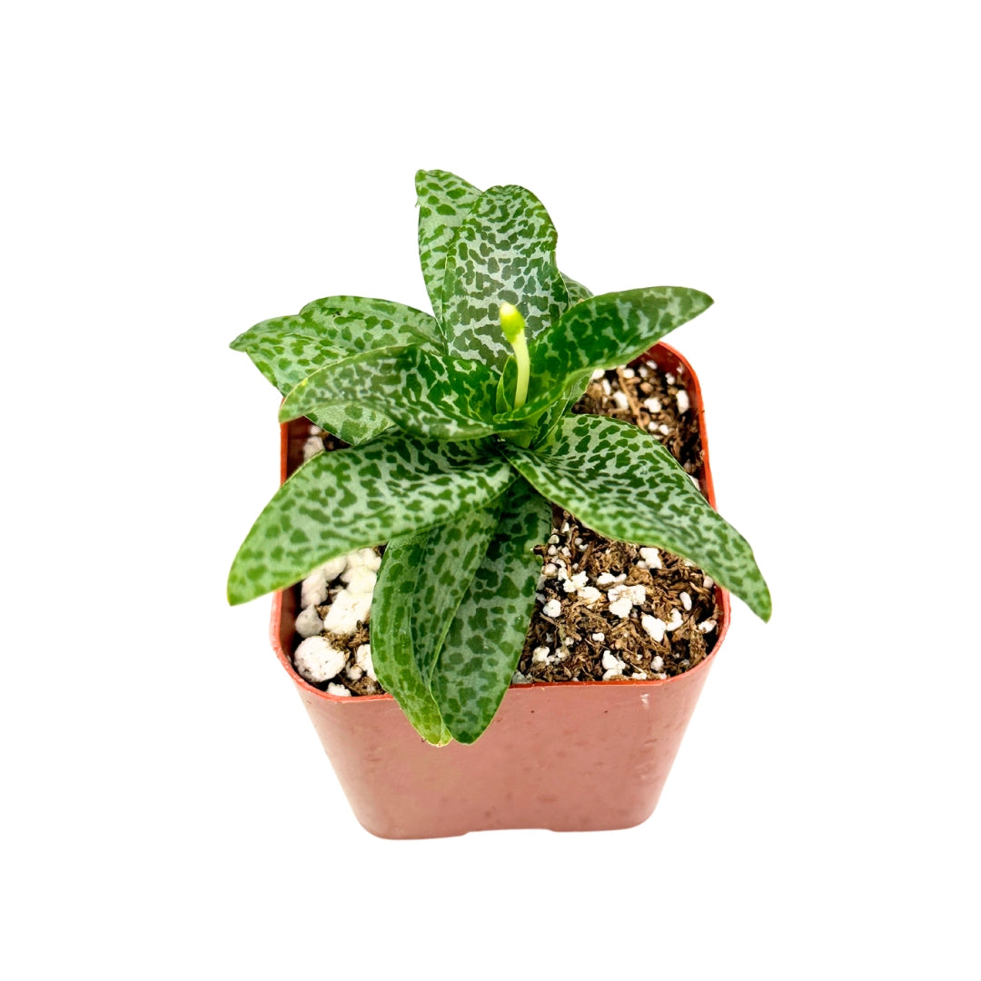 Silver Squill (Ledebouria Socialis) 2"