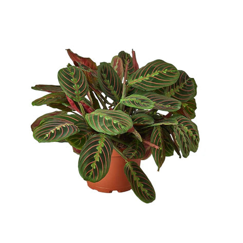Maranta Red Prayer 6"