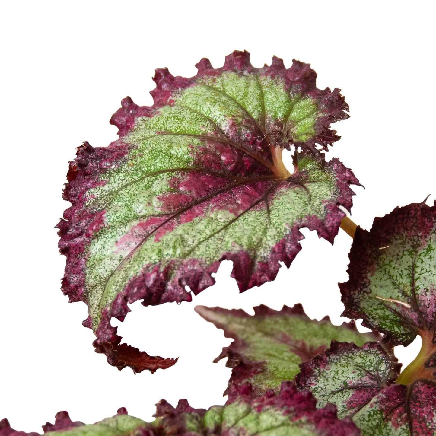 Begonia 'Rex 4"