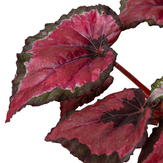 Begonia 'Rex 4"