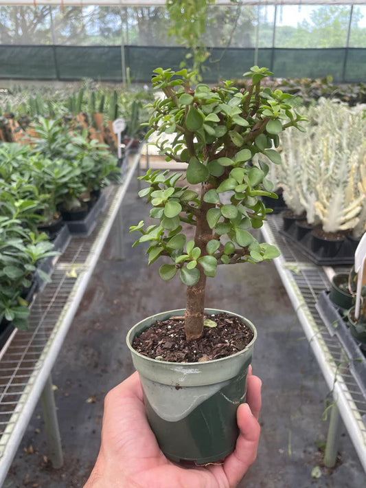 Bonsai Mini Jade