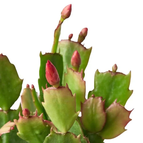 Cactus Schlumbergera 'Christmas Cactus' WHITE 4"
