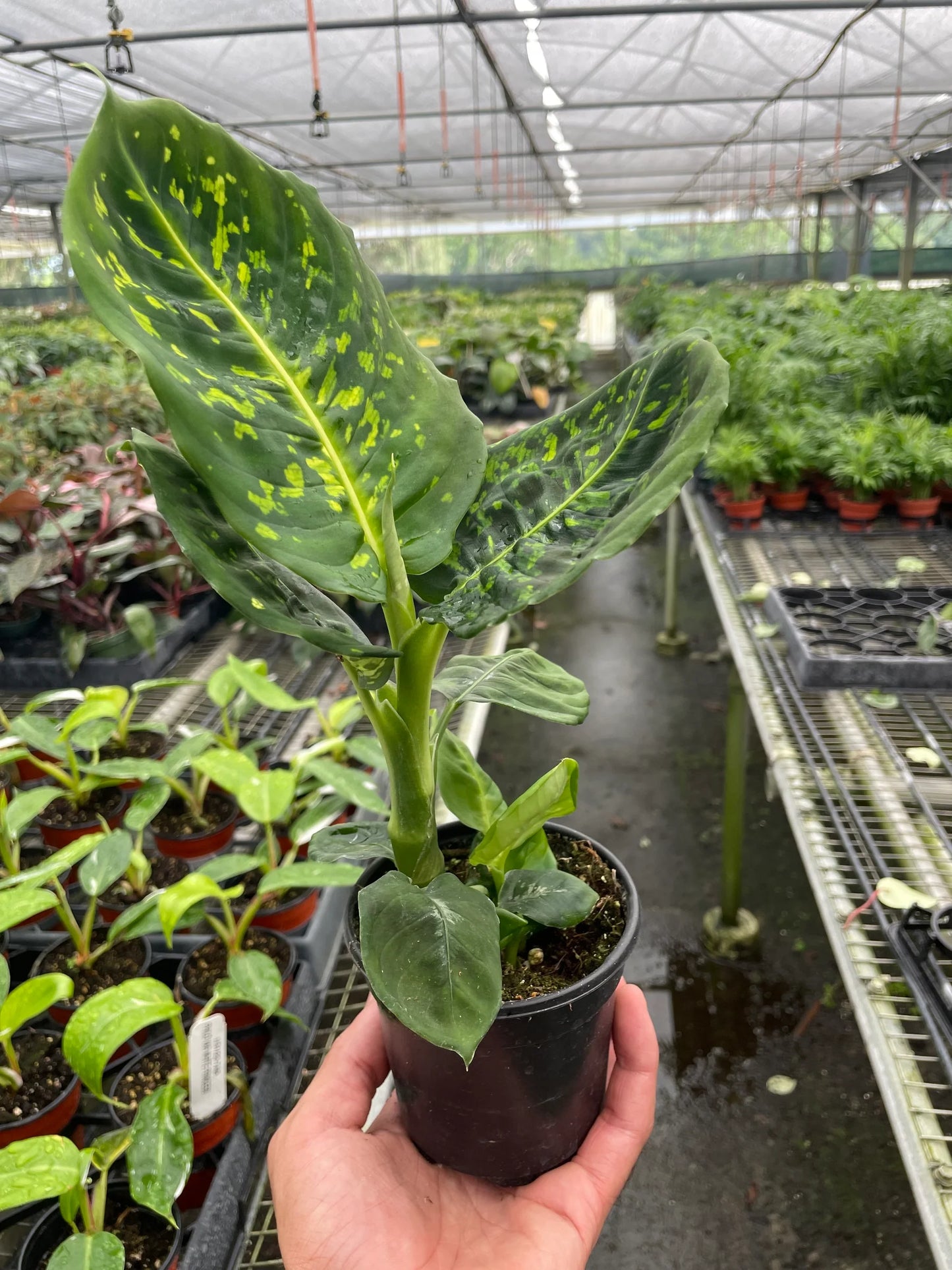Dieffenbachia 'Reflector