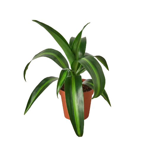Dracaena 'Massangeana' - 4" Pot