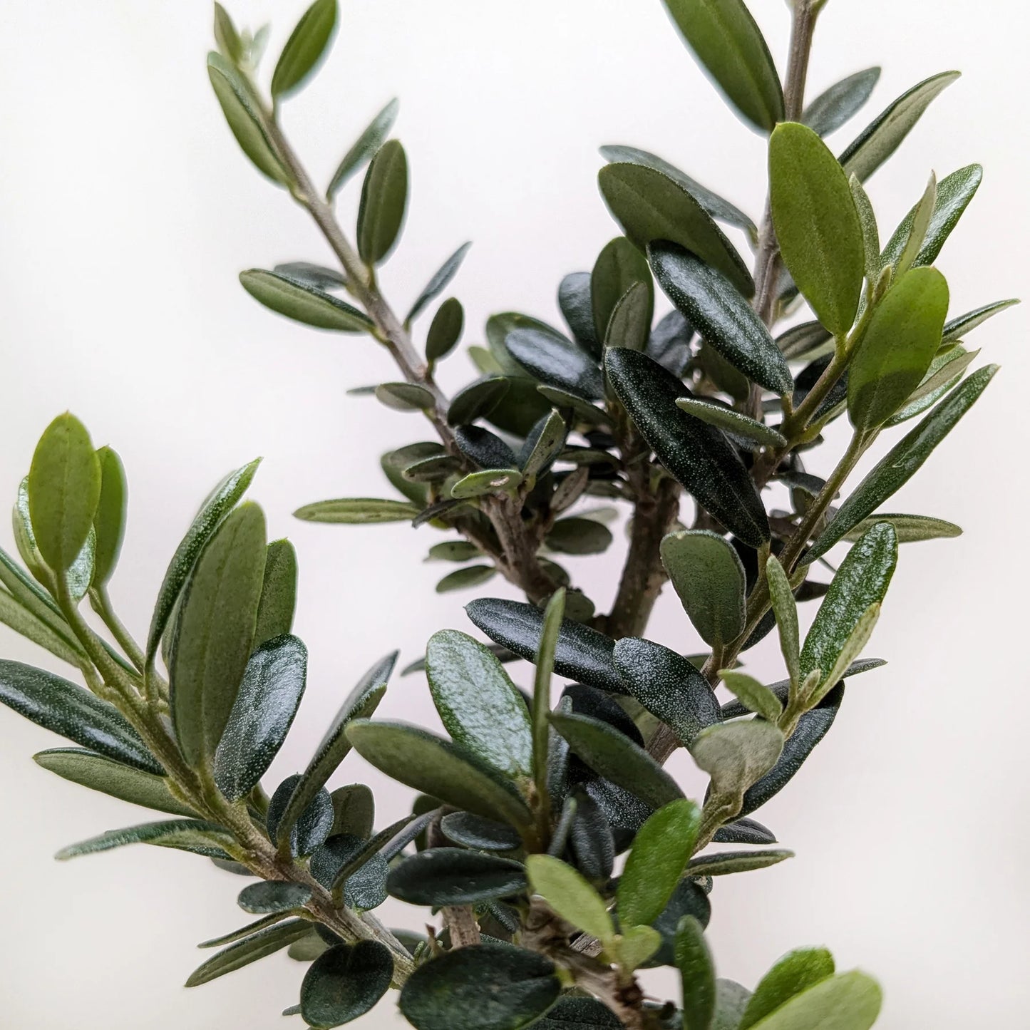 Common Olive Tree (Olea europaea