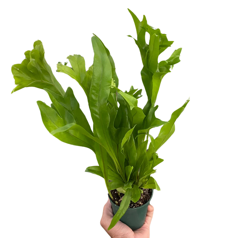 Fern 'Green Flame
