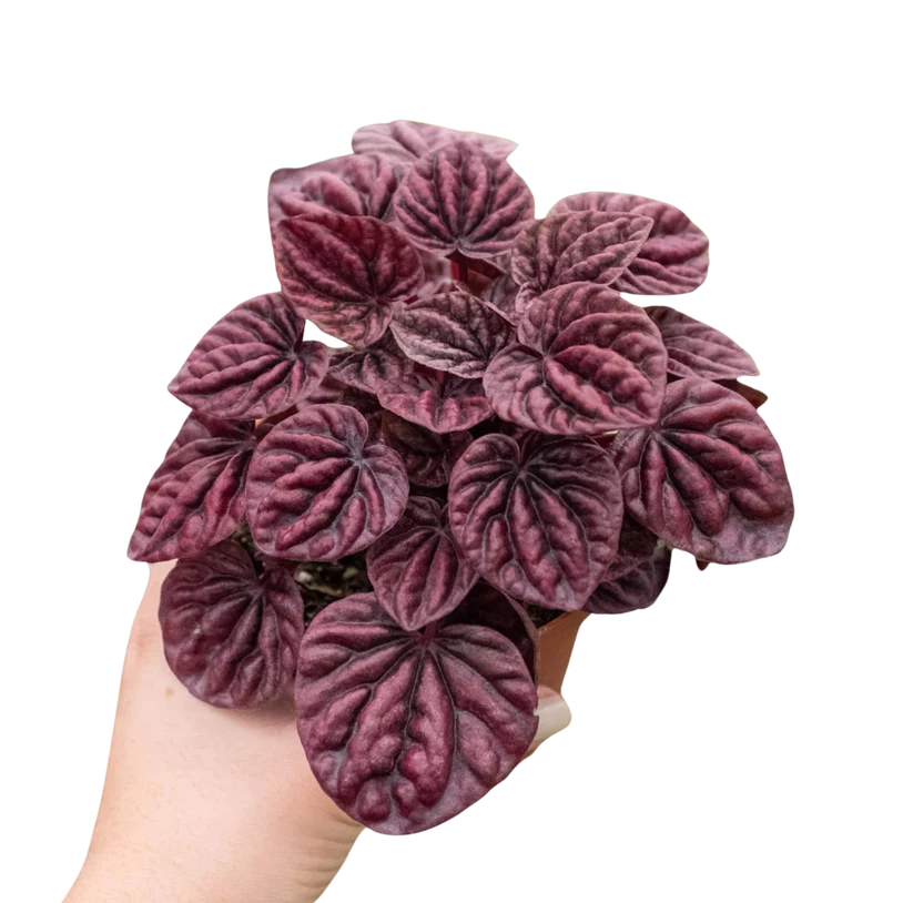 Peperomia 'Ripple Red' 4"