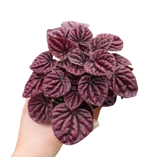 Peperomia 'Ripple Red' 4"
