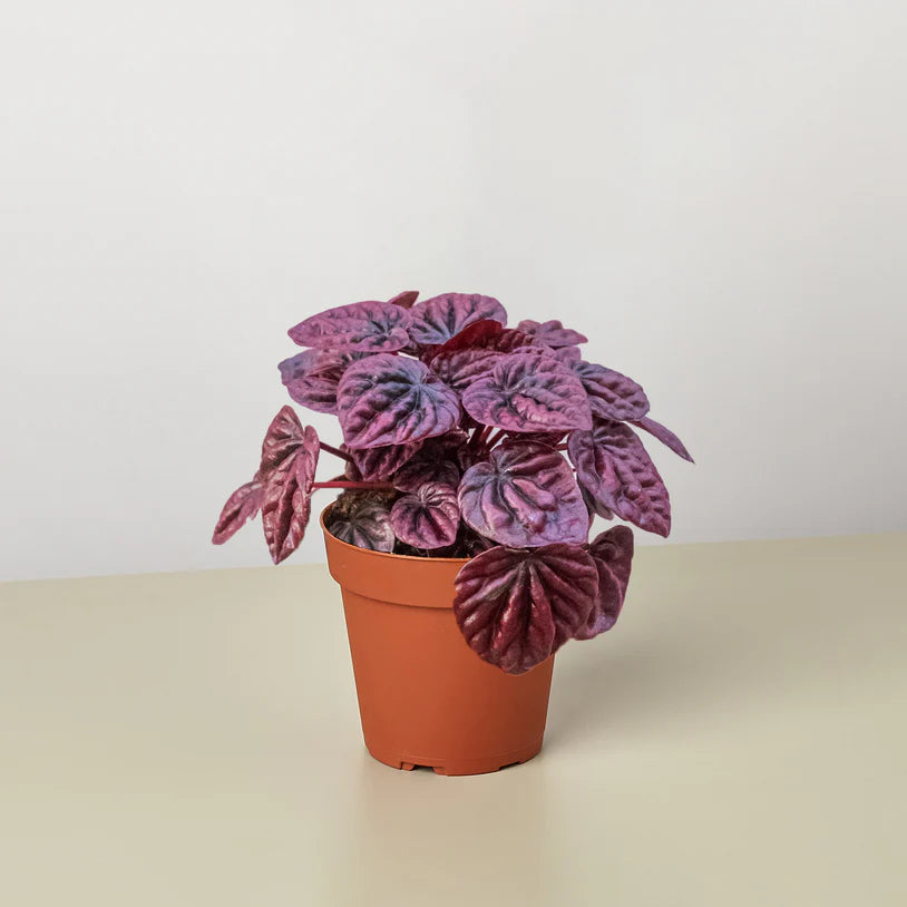Peperomia 'Ripple Red' 4"