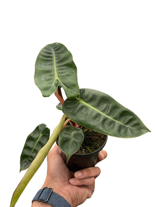 Philodendron 'Billietiae 4"- Clear Pot