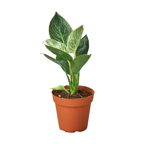 Philodendron 'Birkin