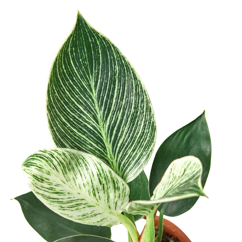 Philodendron 'Birkin