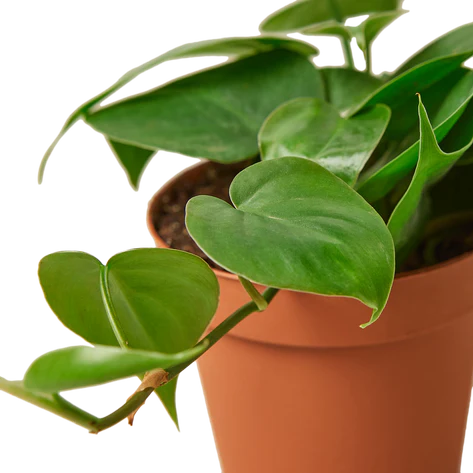 Philodendron Cordatum 'Heartleaf'