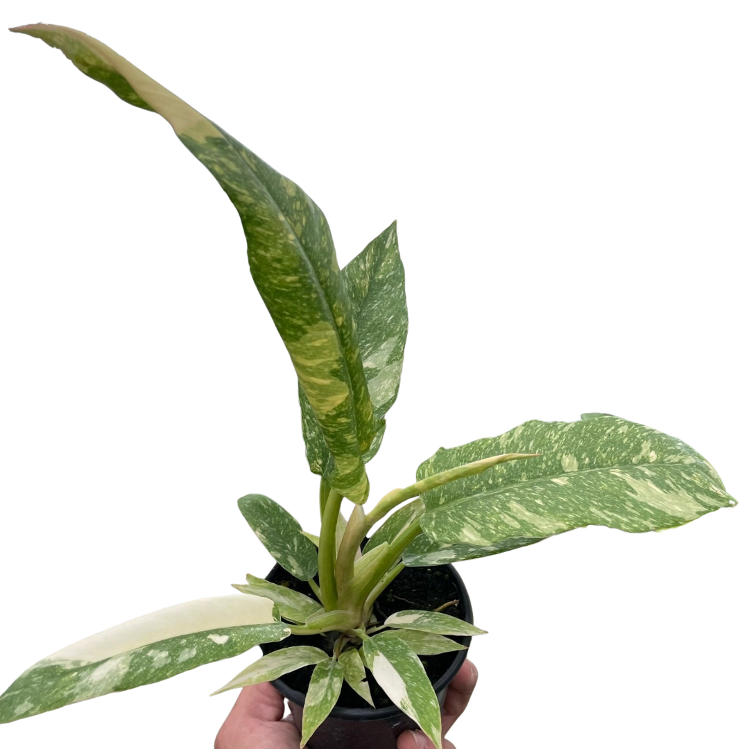 Philodendron 'Variegated Ring of Fire 5" -Clear Pot