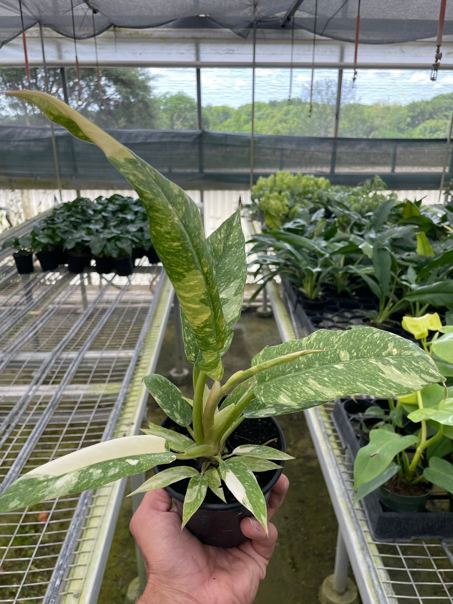 Philodendron 'Variegated Ring of Fire 5" -Clear Pot