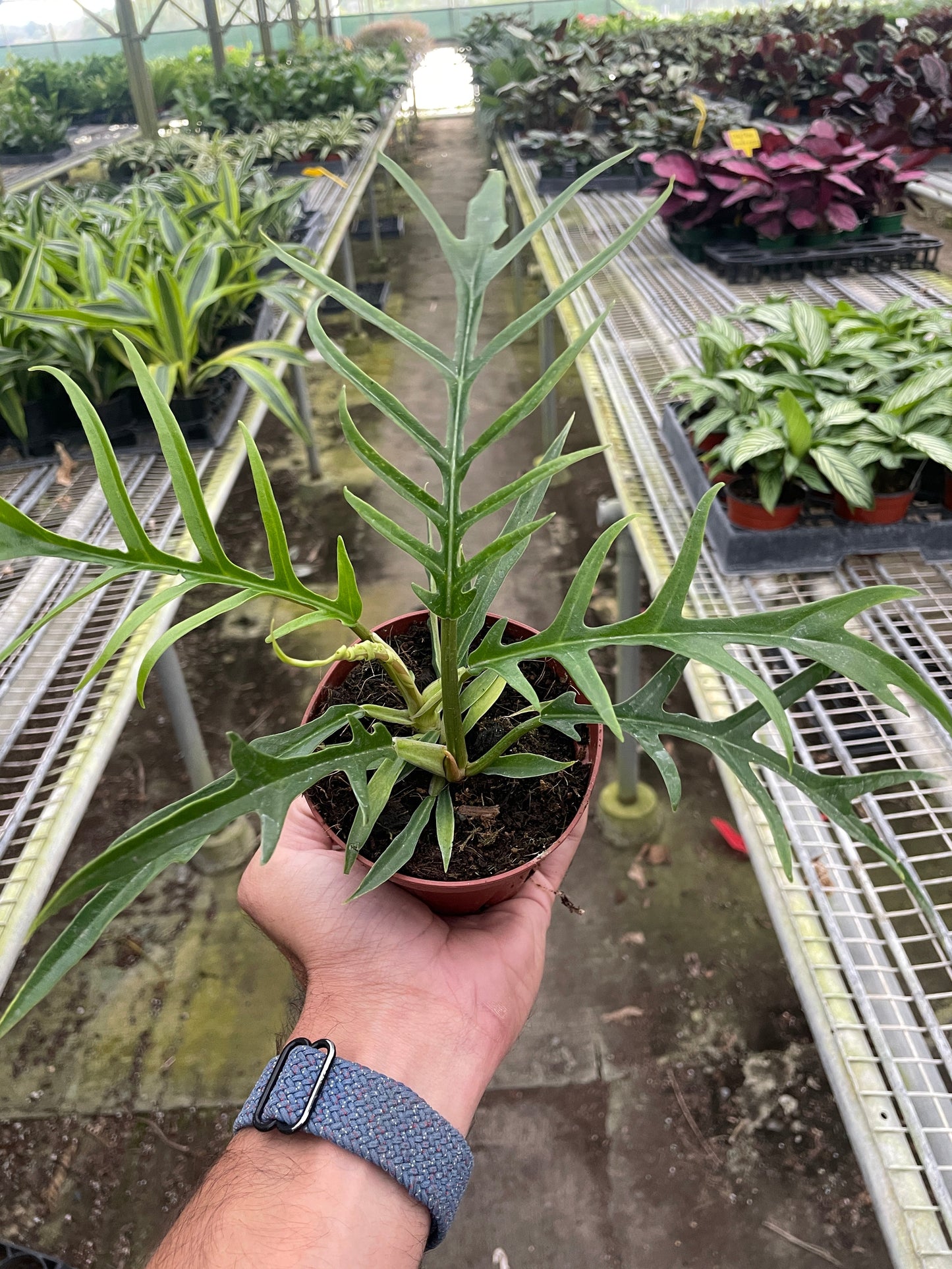 Philodendron 'Tortum' 5inch