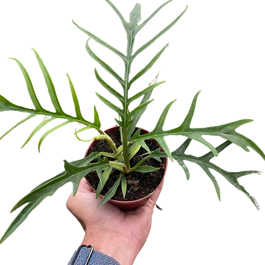 Philodendron 'Tortum' 5inch