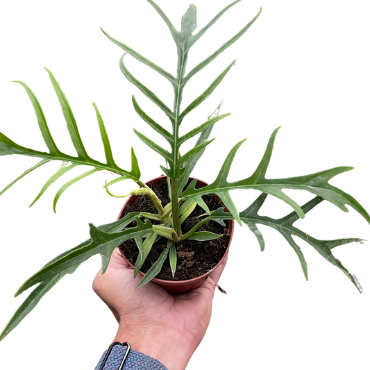 Philodendron 'Tortum' 5inch